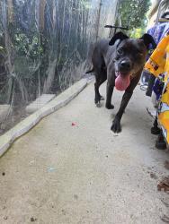 Found/Stray Female Dog last seen Near carnaby ct, Tallahassee, FL 32309