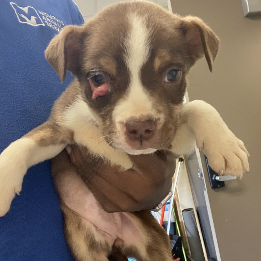 Shelter Stray Female Dog last seen , Memphis, TN 38133