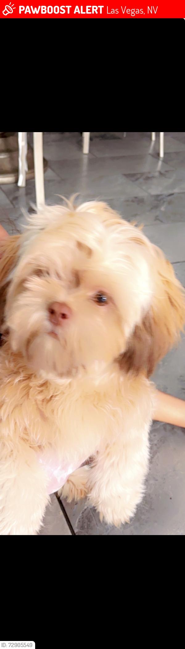 Lost Male Dog last seen Russel boulder , Las Vegas, NV 89122