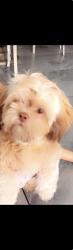 Lost Male Dog last seen Russel boulder , Las Vegas, NV 89122