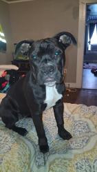 Lost Female Dog last seen Armstead Rd , Star City, AR 71667