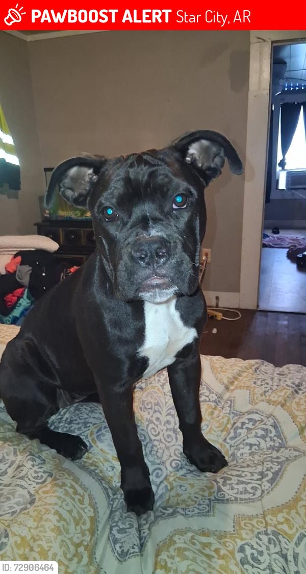Lost Female Dog last seen Armstead Rd , Star City, AR 71667