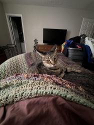 Reunited Male Cat last seen Stumpy Lake , Virginia Beach, VA 23464