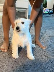 Lost Female Dog last seen Indianapolis, In 46201, Usa, Indianapolis, IN 46201