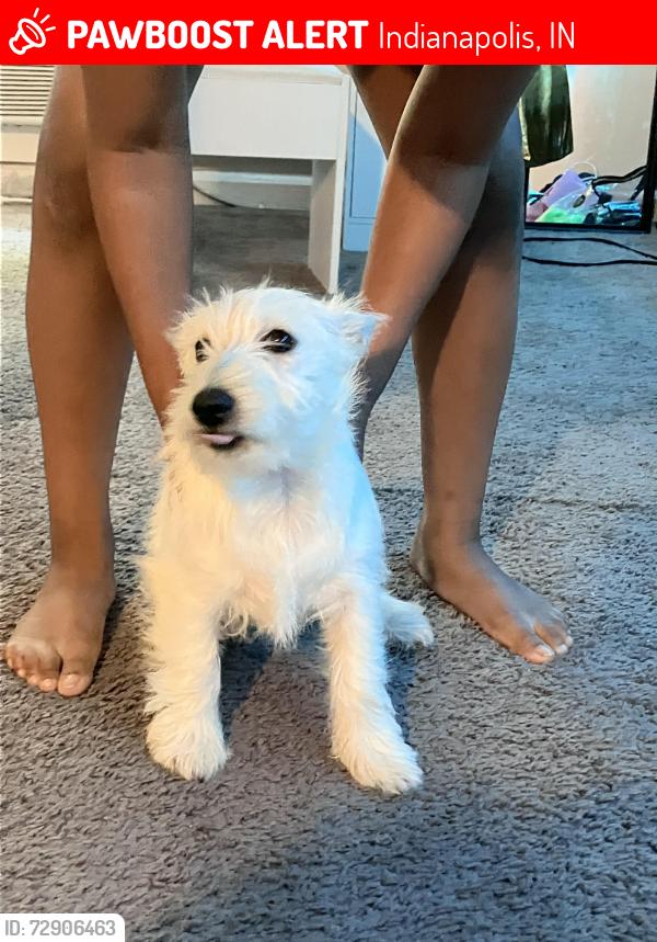 Lost Female Dog last seen Indianapolis, In 46201, Usa, Indianapolis, IN 46201
