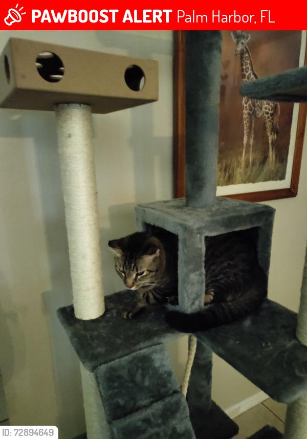 Lost Male Cat last seen Countryshire rd and loman ct, Palm Harbor, FL 34683