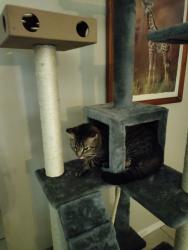 Lost Male Cat last seen Countryshire rd and loman ct, Palm Harbor, FL 34683
