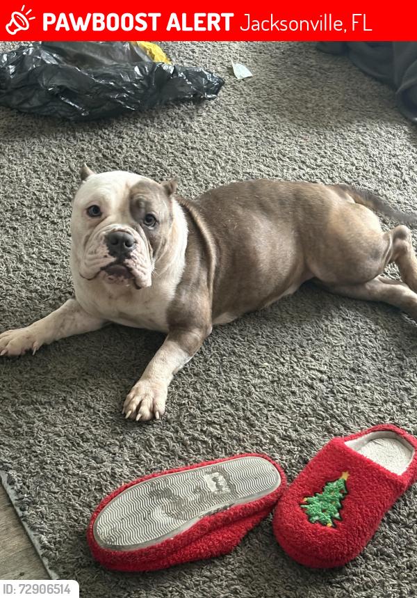 Lost Female Dog last seen Near Adams Ave, Jacksonville, FL, USA, Jacksonville, FL 32208