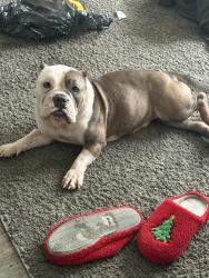 Lost Female Dog last seen Near Adams Ave, Jacksonville, FL, USA, Jacksonville, FL 32208