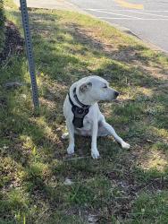 Found/Stray Unknown Dog last seen Tropical Grille and Bank of Travelers Rest, Greenville, SC 29615