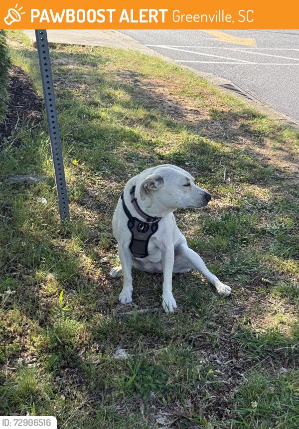 Found/Stray Unknown Dog last seen Tropical Grille and Bank of Travelers Rest, Greenville, SC 29615