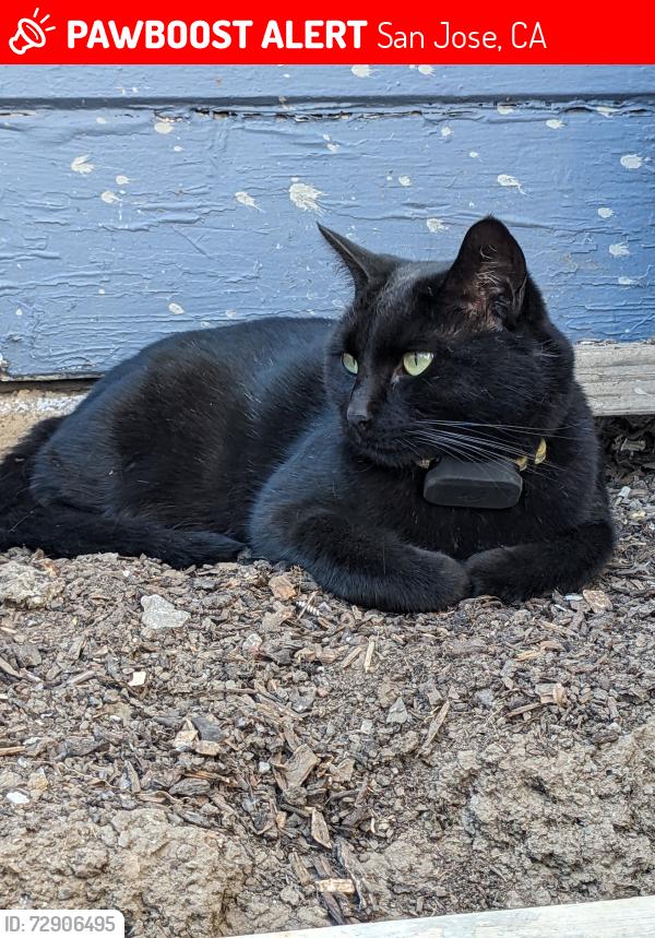 Lost Female Cat last seen Alum Rock and N Cragmont Ave, San Jose, CA 95127