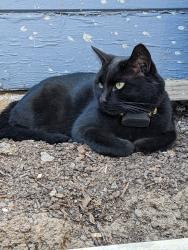 Lost Female Cat last seen Alum Rock and N Cragmont Ave, San Jose, CA 95127