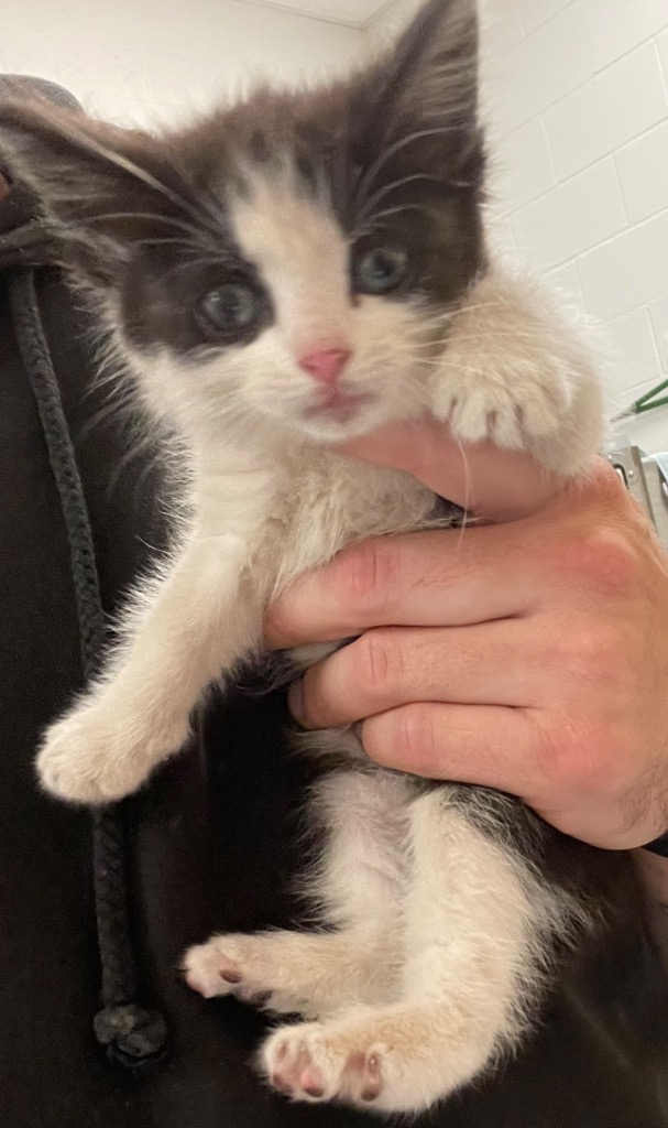 Shelter Stray Female Cat last seen Midwest City, Oklahoma City, OK 73110