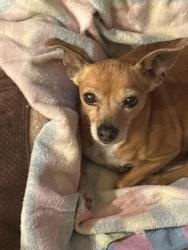 Found/Stray Female Dog last seen Via Puebla and RedHawk Parkway , Temecula, CA 92592