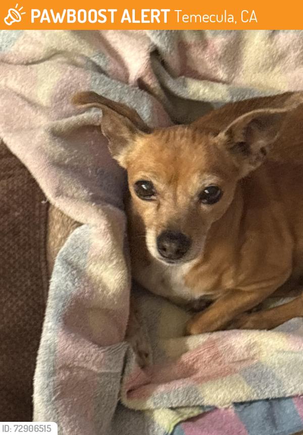 Found/Stray Female Dog last seen Via Puebla and RedHawk Parkway , Temecula, CA 92592