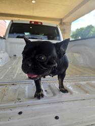 Reunited Female Dog last seen Beltway 8, Houston, TX 77066