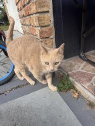 Found/Stray Unknown Cat last seen Behind Forest City Elementary , Altamonte Springs, FL 32714