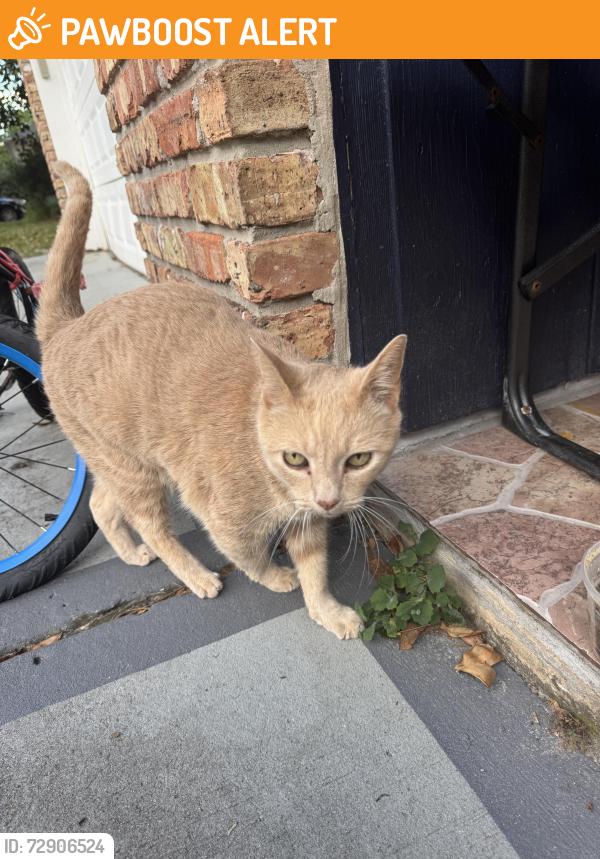 Found/Stray Unknown Cat last seen Behind Forest City Elementary, Altamonte Springs, FL 32714