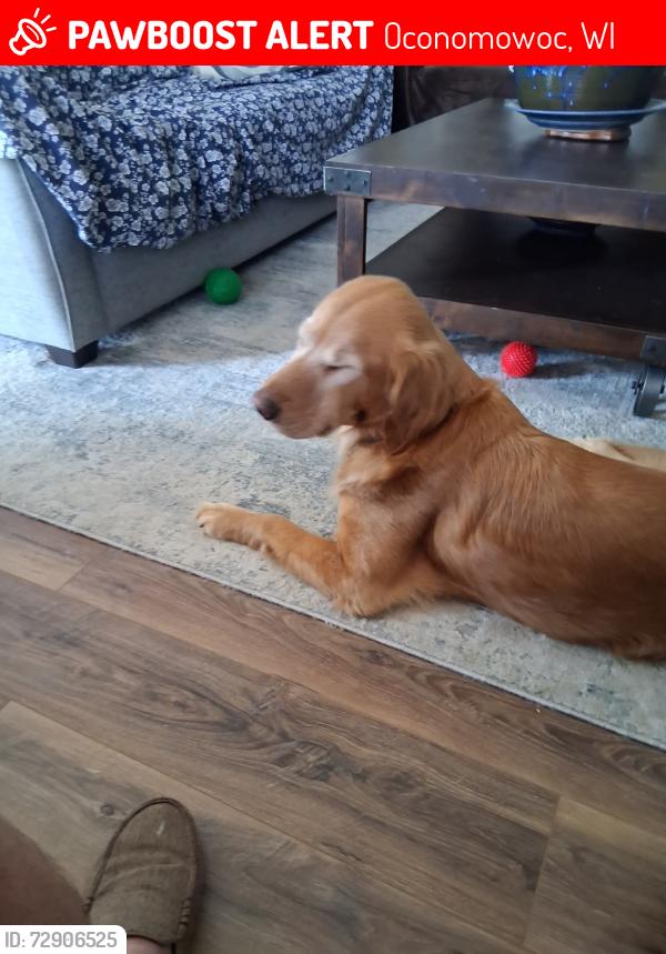 Lost Male Dog last seen Near new Costco is oconimowoc, Oconomowoc, WI 53066