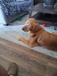 Lost Male Dog last seen Near new Costco is oconimowoc, Oconomowoc, WI 53066