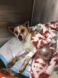Reunited Female Dog last seen 26th and Delgado , San Antonio, TX 78237