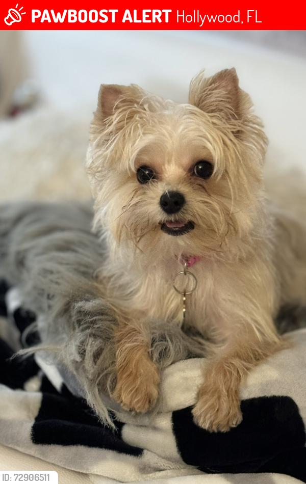 Lost Female Dog last seen Near , Hollywood, FL 33021