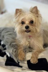 Lost Female Dog last seen Near , Hollywood, FL 33021
