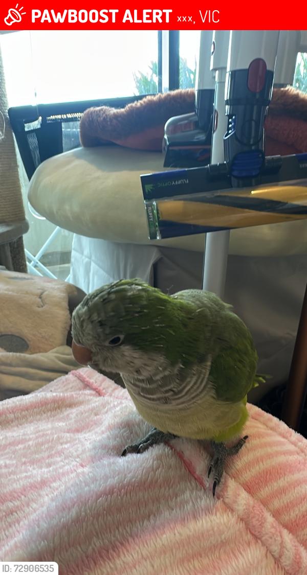 Lost Male Bird last seen Near Morton Ave, 卡内基, VIC 3163