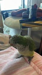 Lost Male Bird last seen Near Morton Ave, 卡内基, VIC 3163