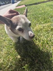Found/Stray Male Dog last seen Near Highland St, Boise, ID 83706
