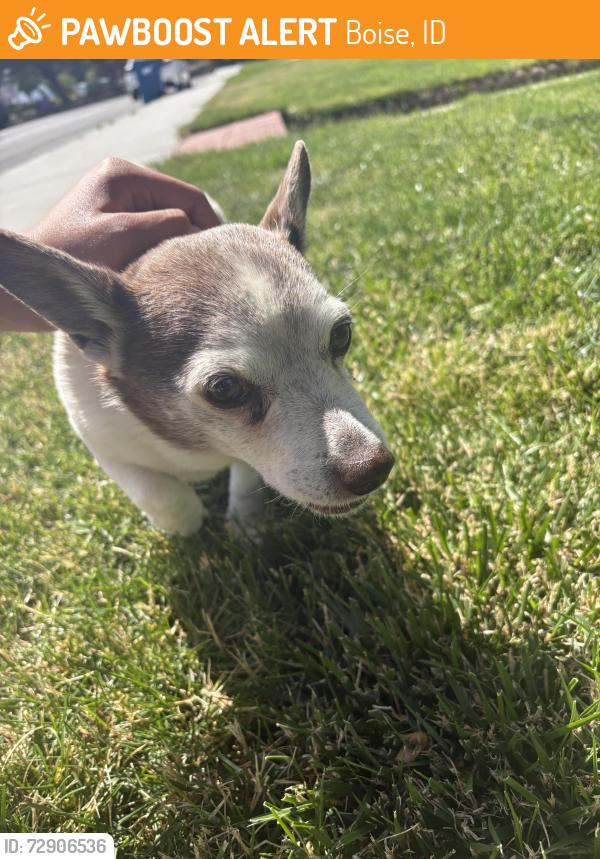 Found/Stray Male Dog last seen Near Highland St, Boise, ID 83706