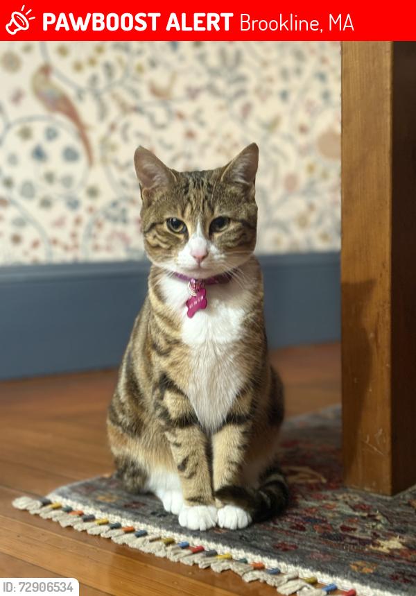 Lost Female Cat last seen Route 9, Brookline, MA 02445