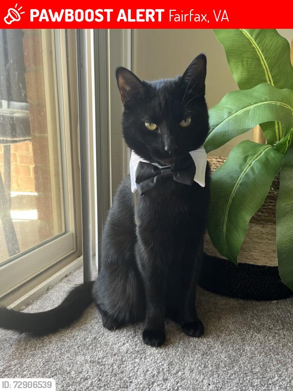 Lost Male Cat last seen Persimmon Drive, Fairfax, VA 22031
