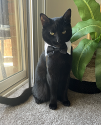 Lost Male Cat last seen Persimmon Drive, Fairfax, VA 22031