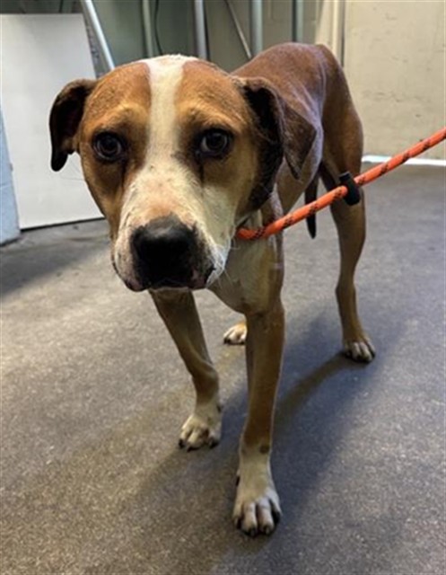 Shelter Stray Male Dog last seen 38TH AVE & FRANKLIN BLVD, Sacramento, CA 95818