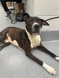 Shelter Stray Male Dog last seen Near , Indianapolis, IN 46221