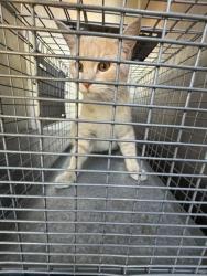 Shelter Stray Male Cat last seen Near BLOCK S ORION CIR, WEST VALLEY CITY UT 84119, Salt Lake City, UT 84120