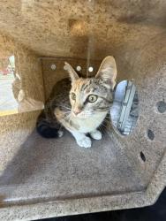 Shelter Stray Female Cat last seen Near BLOCK S ORION CIR, WEST VALLEY CITY UT 84119, Salt Lake City, UT 84120