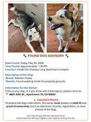 Found/Stray Male Dog last seen Chateau Lang apmts, Sacramento, CA 95823