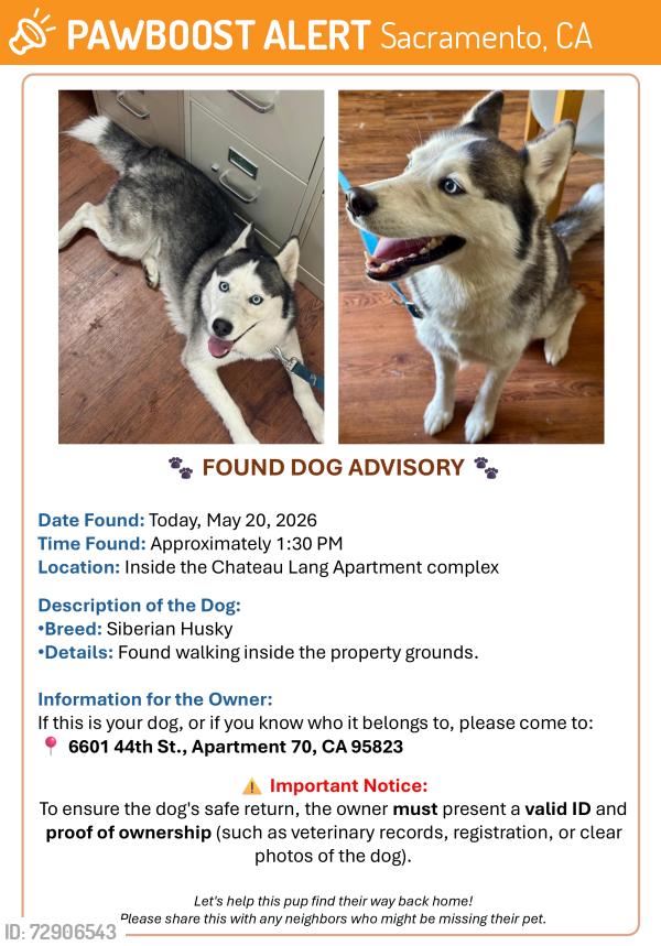 Found/Stray Male Dog last seen Chateau Lang apmts, Sacramento, CA 95823