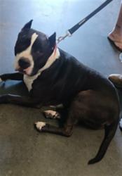 Shelter Stray Male Dog last seen , Los Angeles, CA 90047