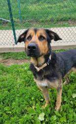 Shelter Stray Male Dog last seen AUGUSTA, St. Peters, MO 63376
