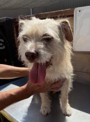 Reunited Female Dog last seen Near block of Cordary Ave, Hawthorne, CA 90250