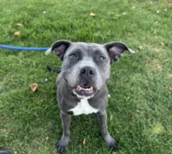 Shelter Stray Female Dog last seen , Chatsworth, CA 91311