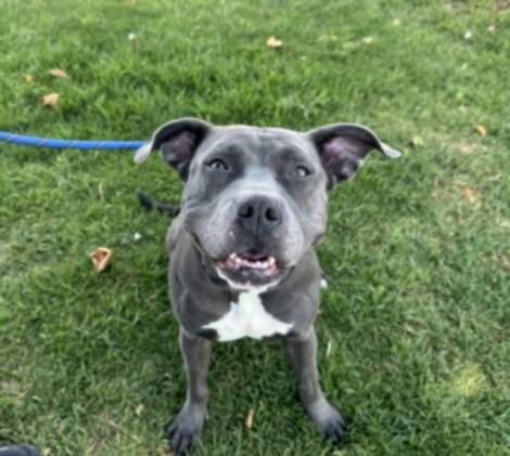Shelter Stray Female Dog last seen , Chatsworth, CA 91311