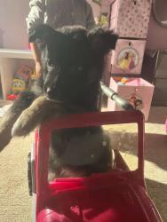 Lost Female Dog last seen William moss , Carolyn , Stockton, CA 95206
