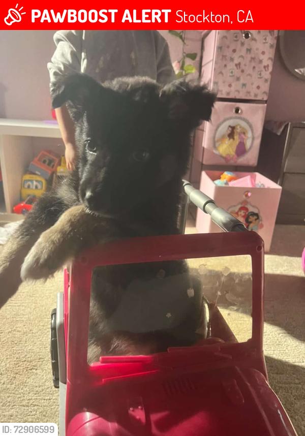 Lost Female Dog last seen William moss , Carolyn , Stockton, CA 95206