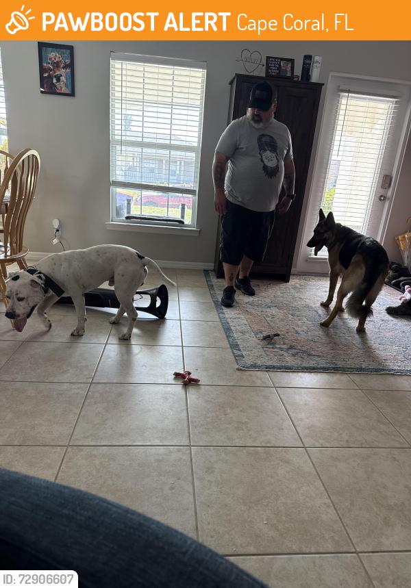 Found/Stray Male Dog last seen El Dorado and Tropicana , Cape Coral, FL 33993