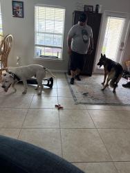 Found/Stray Male Dog last seen El Dorado and Tropicana , Cape Coral, FL 33993